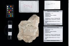 Foto (Objekt + Etikett) von Pithonoton sp.  (NHMW-GEO-2014-0194-0592)